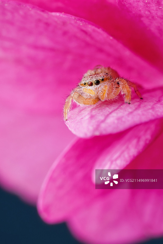 小萌跳图片素材