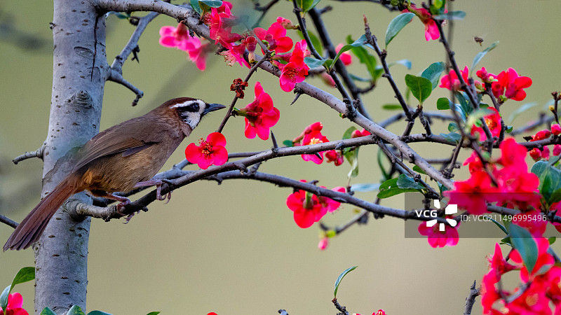 红梅画眉图片素材