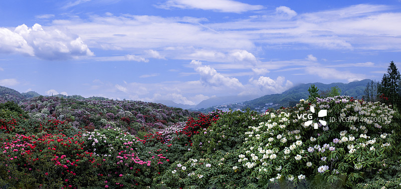 贵州百里杜鹃风光图片素材