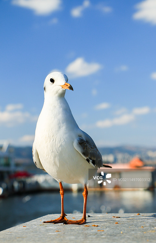 （12）海鸥图片素材