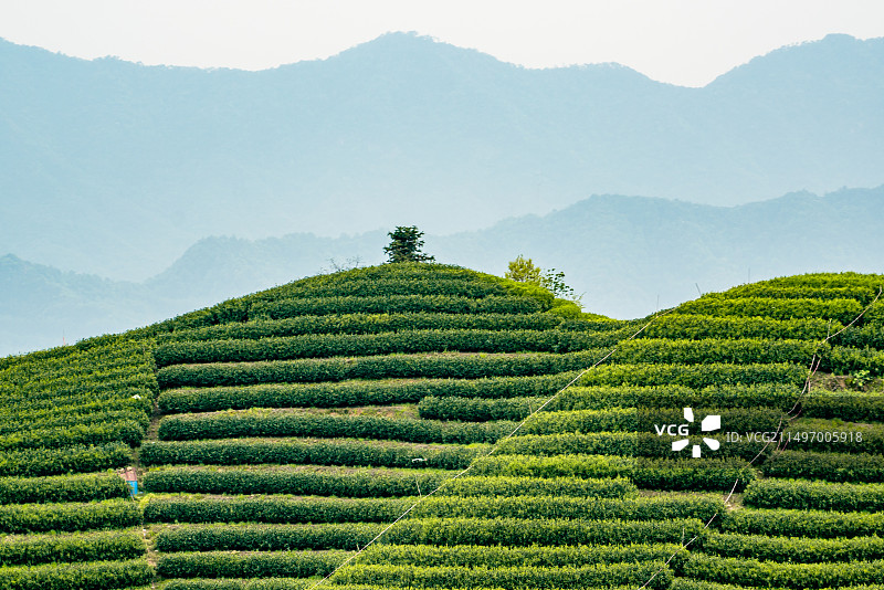 富阳拔山村的樱花茶园图片素材