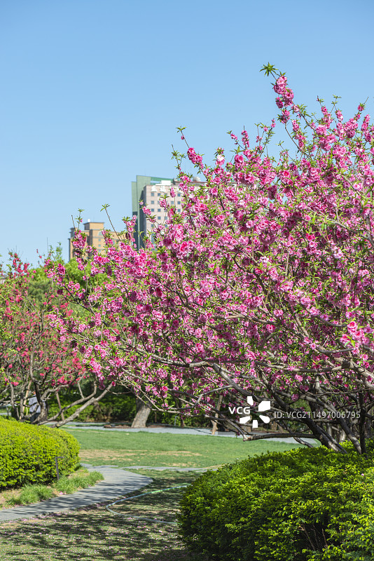 粉红色桃花园林篱笆小径春天图片素材