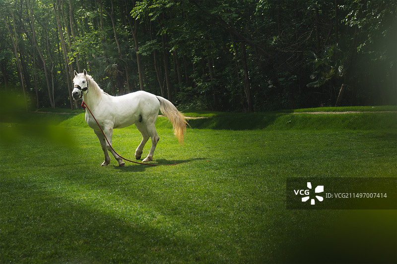 一匹白马图片素材