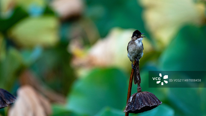 莲蓬白头翁图片素材