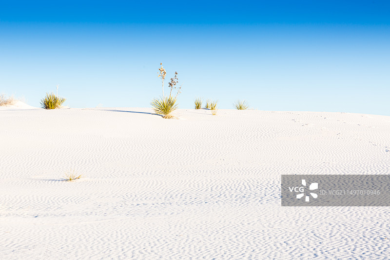 白沙滩上的绿植图片素材