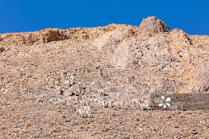 西藏阿里中线仁多乡附近的岩羊群图片素材