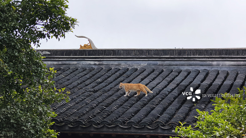 上房的猫图片素材