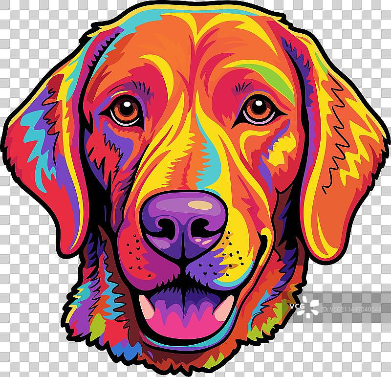 色彩斑斓的切萨皮克湾寻猎犬图片素材