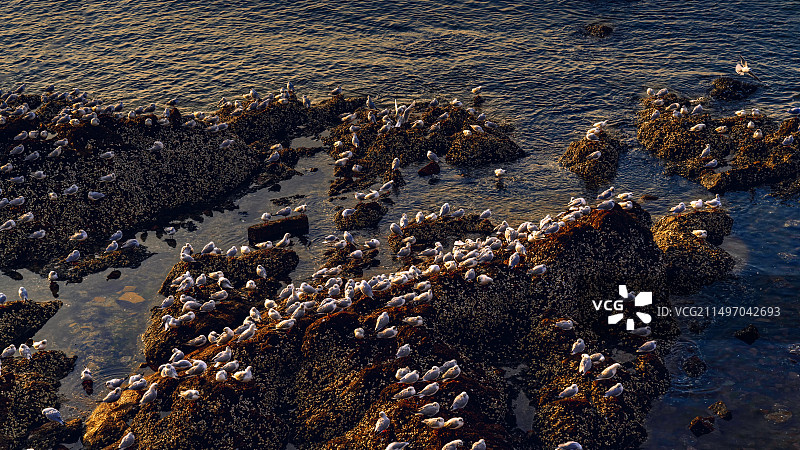 《栖息》图片素材