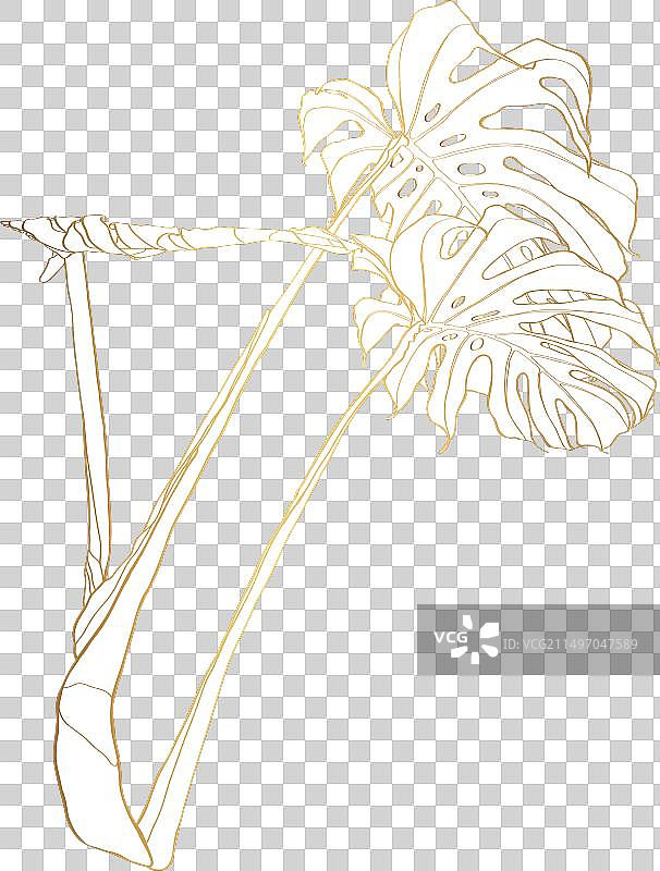 金色线条热带龟背竹植物图片素材