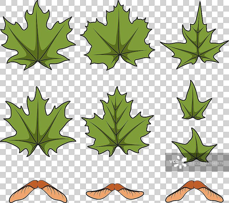 绿色春季枫叶和种子图片素材