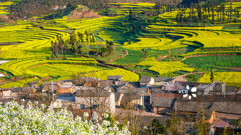 罗平油菜花~是云南曲靖罗平县打造的人造景观，主要是拍油菜花，玩金鸡峰、牛街、多依河及九龙瀑。图片素材