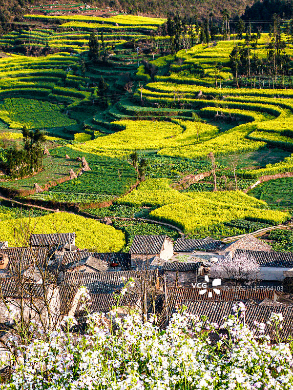 罗平油菜花~是云南曲靖罗平县打造的人造景观，主要是拍油菜花，玩金鸡峰、牛街、多依河及九龙瀑。图片素材