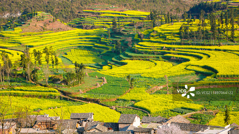 罗平油菜花~是云南曲靖罗平县打造的人造景观，主要是拍油菜花，玩金鸡峰、牛街、多依河及九龙瀑。图片素材
