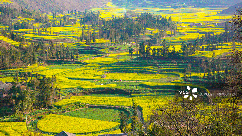 罗平油菜花~是云南曲靖罗平县打造的人造景观，主要是拍油菜花，玩金鸡峰、牛街、多依河及九龙瀑。图片素材