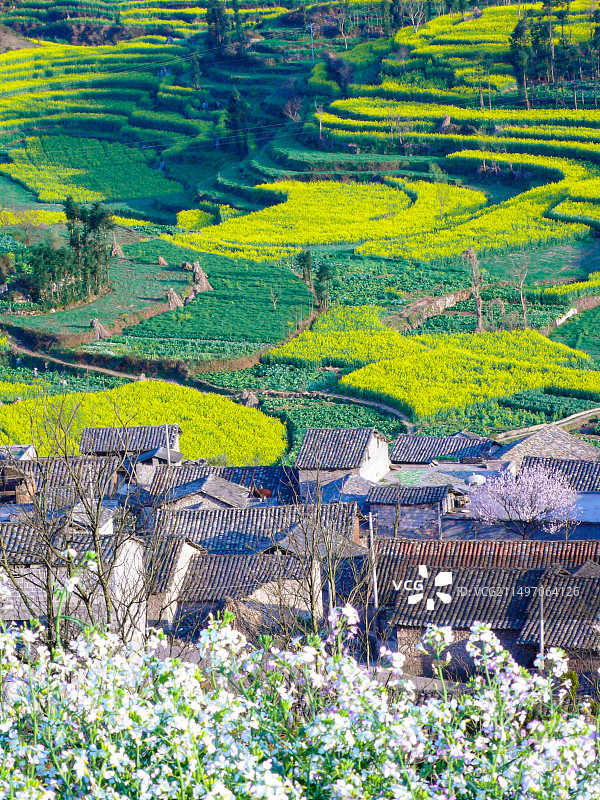 罗平油菜花~是云南曲靖罗平县打造的人造景观，主要是拍油菜花，玩金鸡峰、牛街、多依河及九龙瀑。图片素材