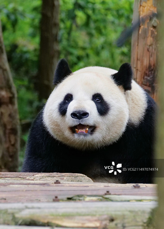 可爱的小动物们图片素材