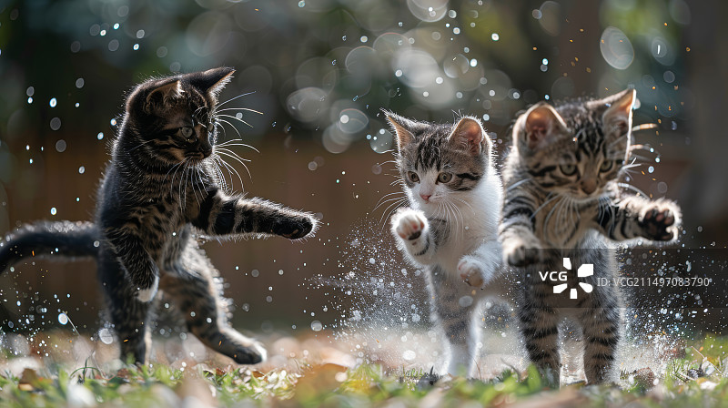 三只小猫的欢乐时光图片素材