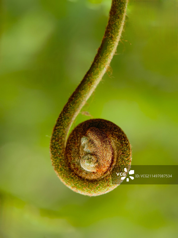 六六大顺（蕨菜）图片素材