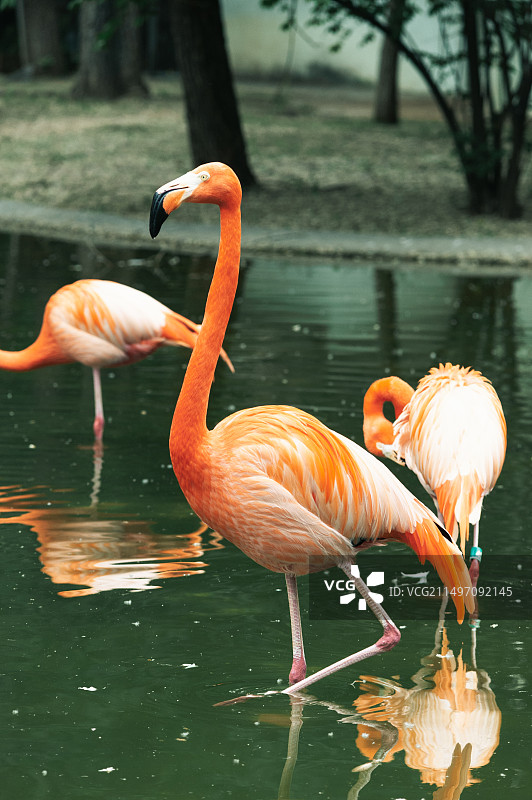 火烈鸟图片素材