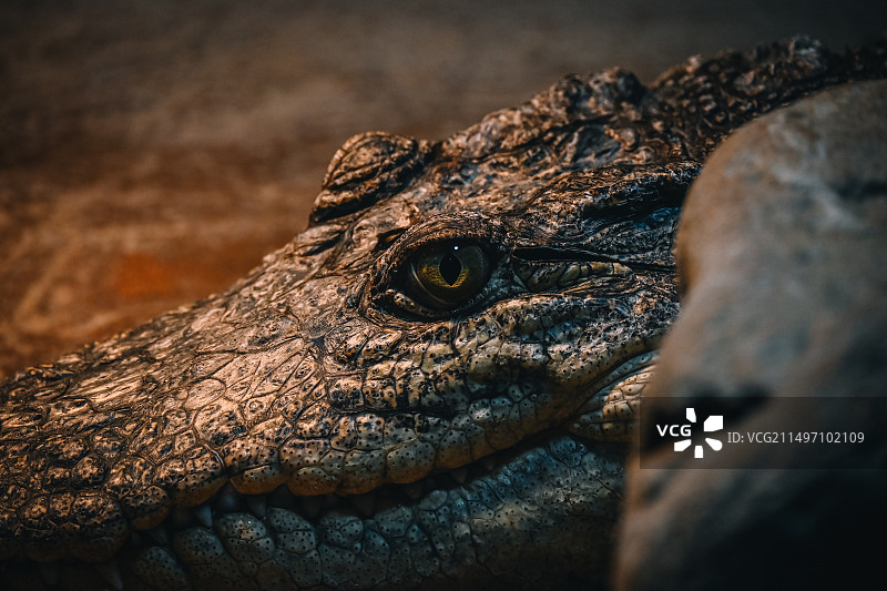 鳄鱼眼睛特写镜头图片素材