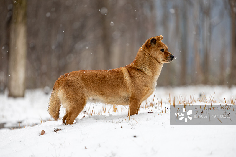 雪景中的小黄狗图片素材