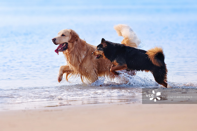 海边嬉戏的金毛寻回犬和中华田园犬图片素材
