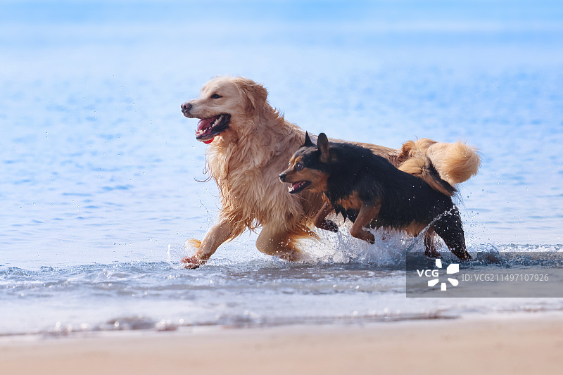 海边嬉戏的金毛寻回犬和中华田园犬图片素材