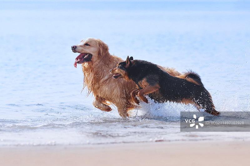 海边嬉戏的金毛寻回犬和中华田园犬图片素材