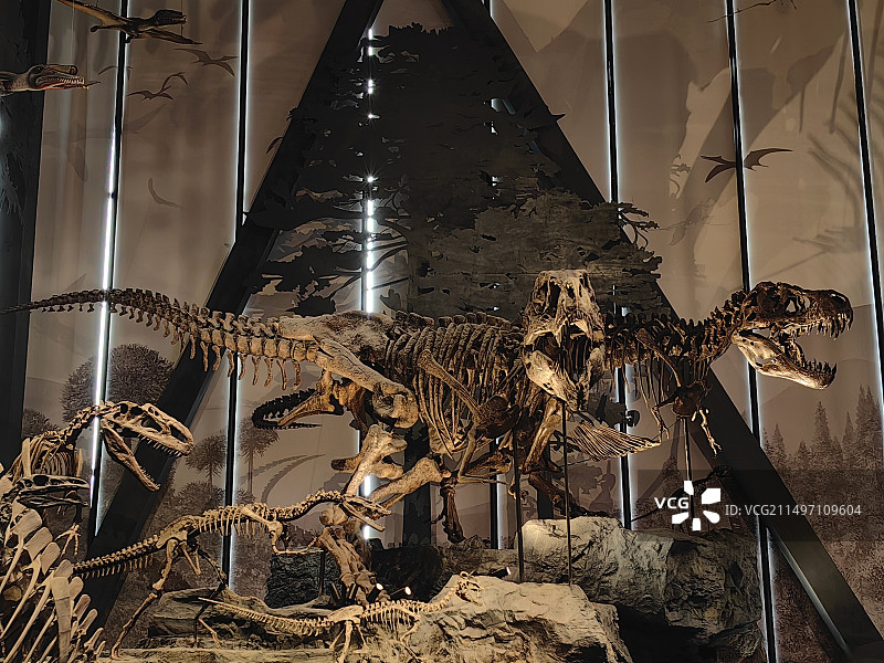 中国古动物馆-恐龙化石图片素材