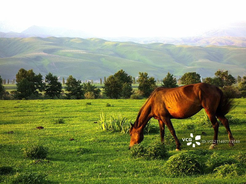 那拉提草原上的伊犁马图片素材