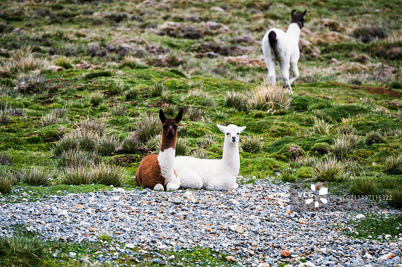 美洲羊驼图片素材