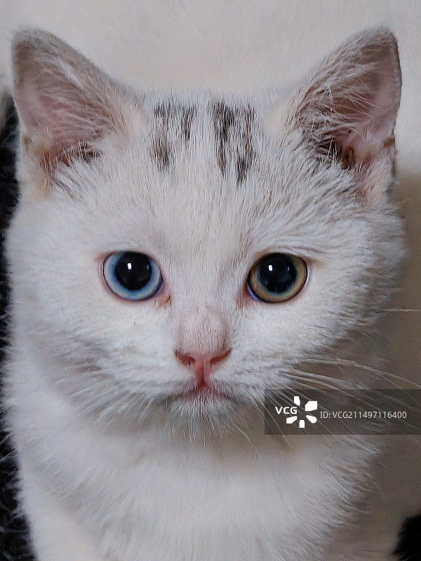 英短小猫咪图片素材