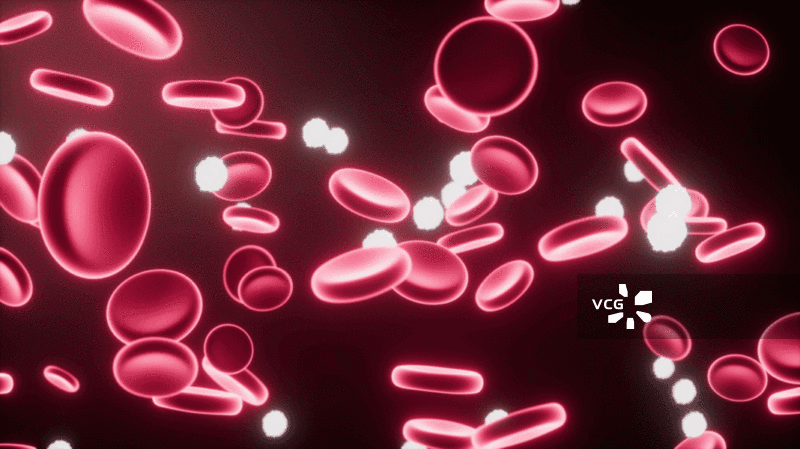 血管中的红细胞与白细胞动画图片素材