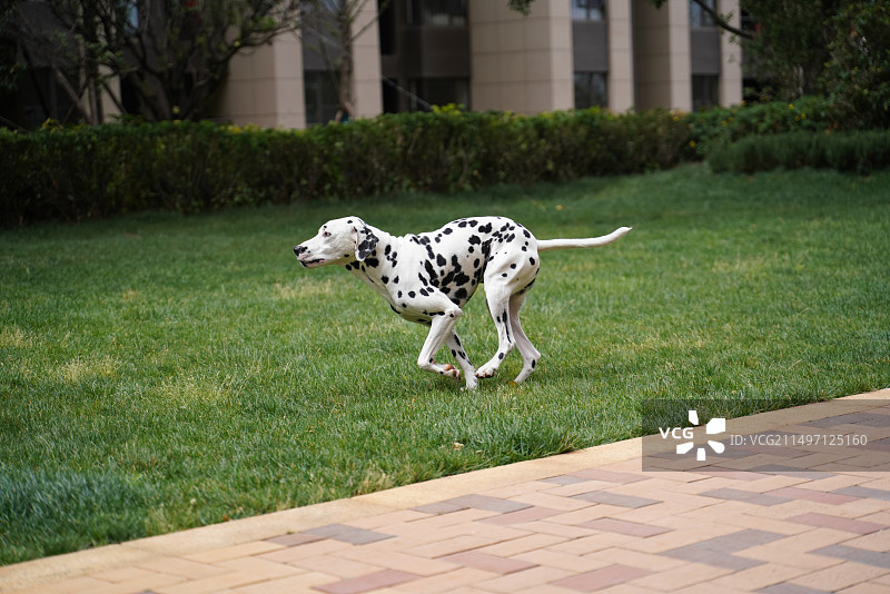 奔跑中的斑点狗图片素材