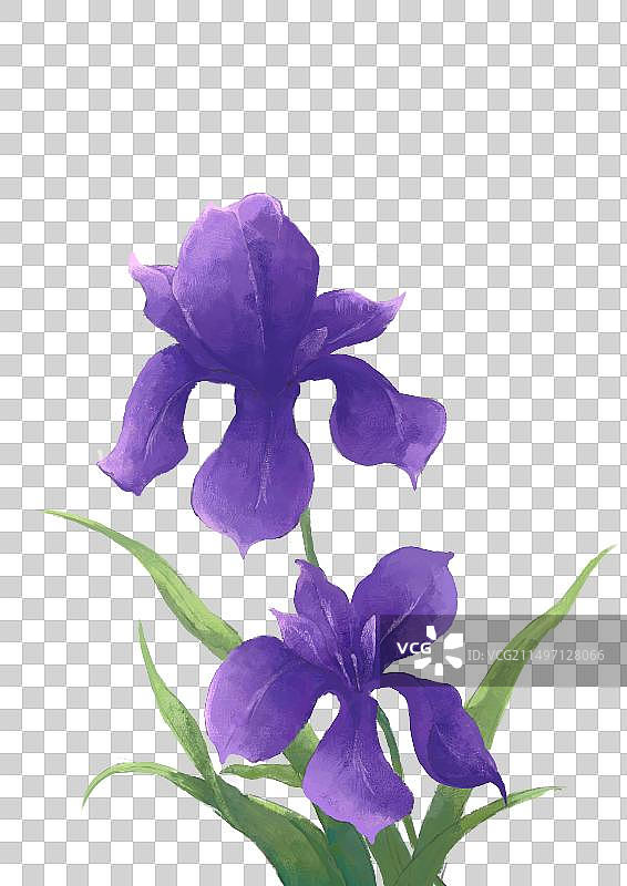 紫色鸢尾花素材图片素材