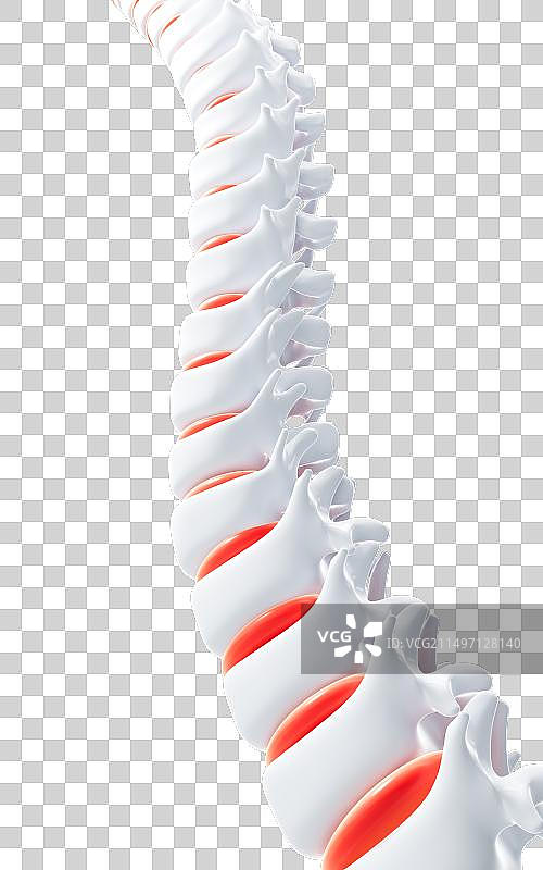 人类脊椎脊柱模型3D渲染图片素材