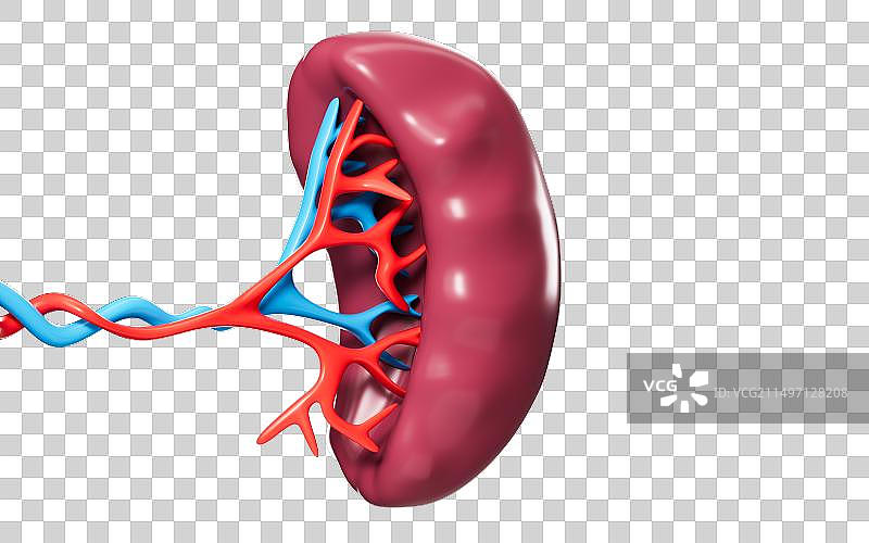 人体内脏脾脏器官解剖图3D渲染图片素材