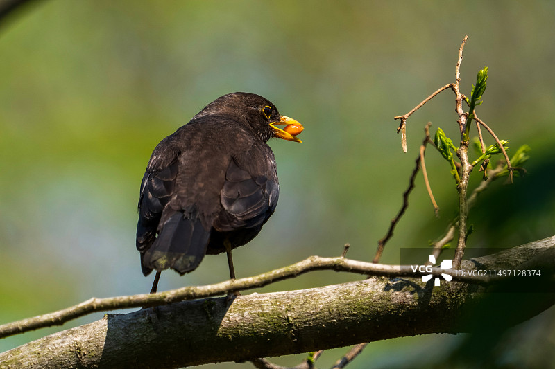 青岛奥帆中心燕儿岛公园林间枝头觅食的乌鸫图片素材