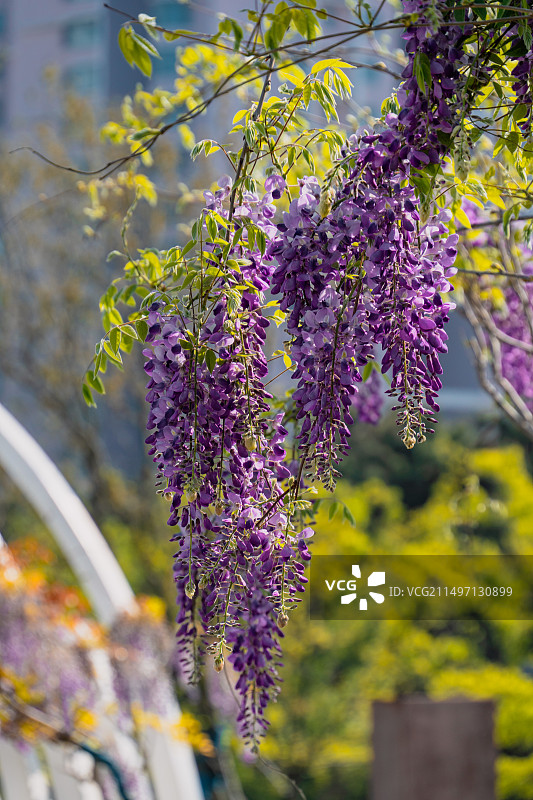 盛开的紫藤花图片素材