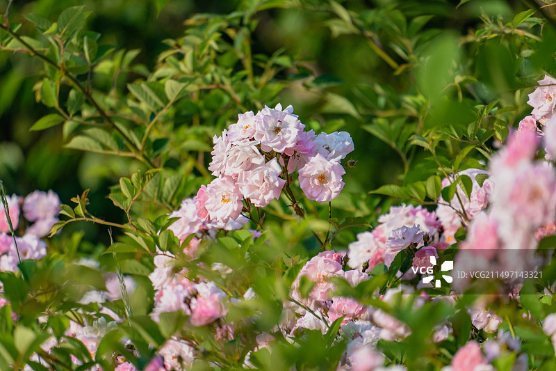 公园里盛开的蔷薇花图片素材