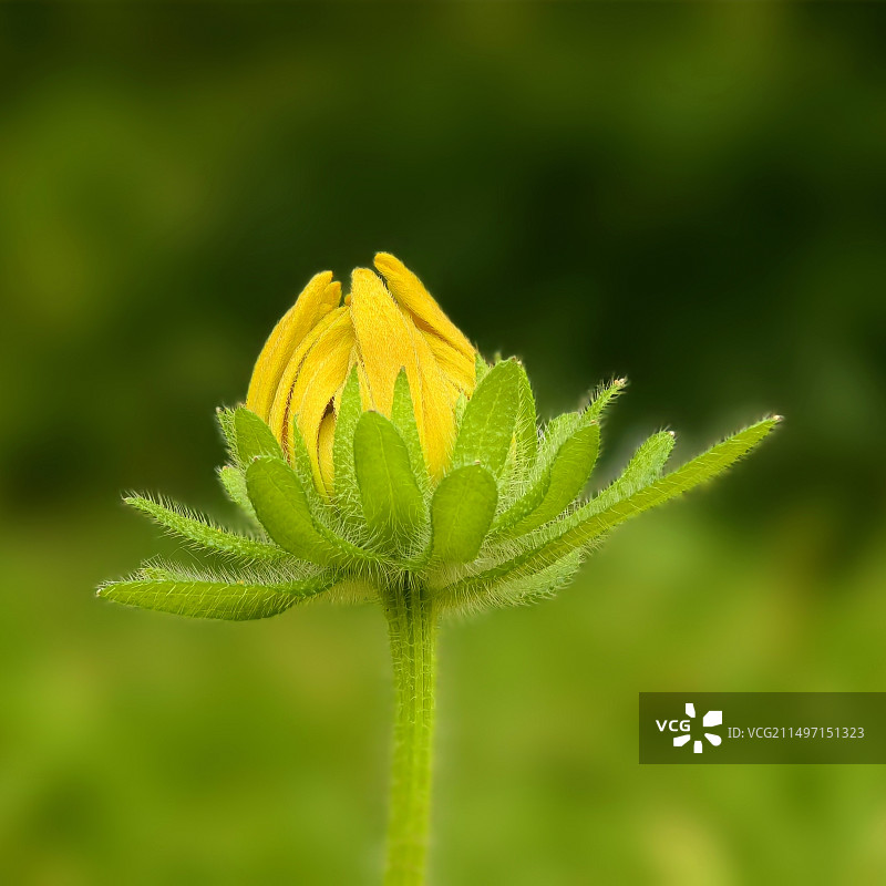 黄花植物（黑心金光菊）花蕾野外特写图片素材