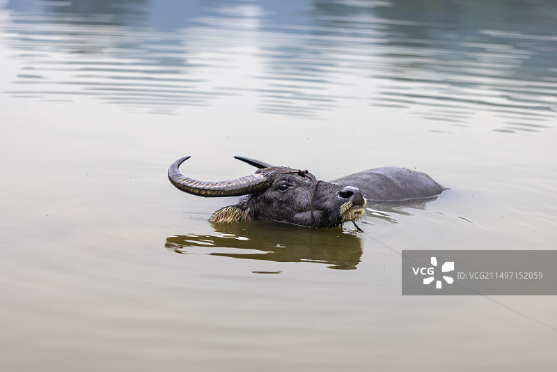 广西桂林田心村状元桥水牛在河里洗澡图片素材