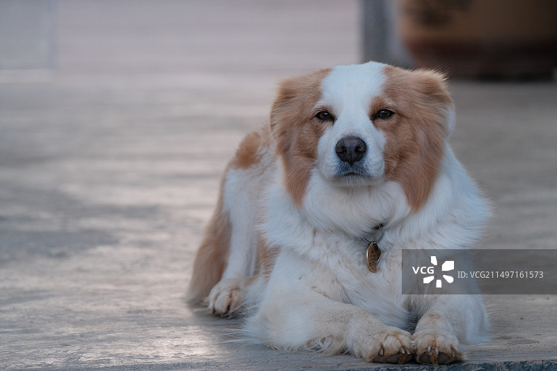 白沙咖啡店的狗子图片素材