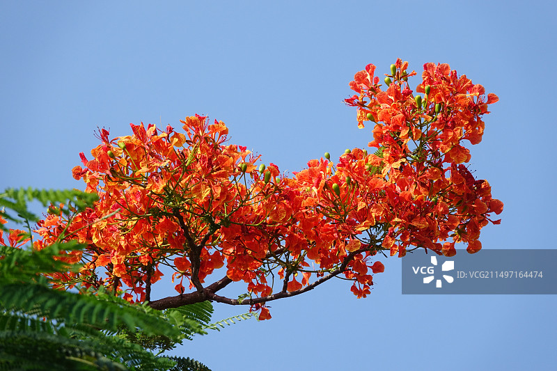 夏天盛开的凤凰花图片素材