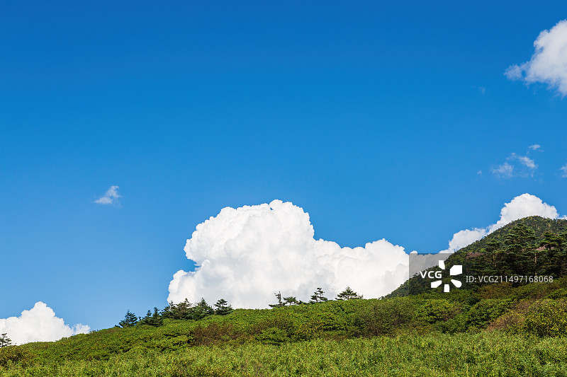 神农架箭竹与松树图片素材