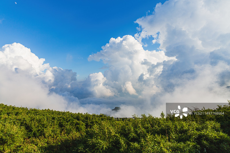 神农架高山箭竹林图片素材