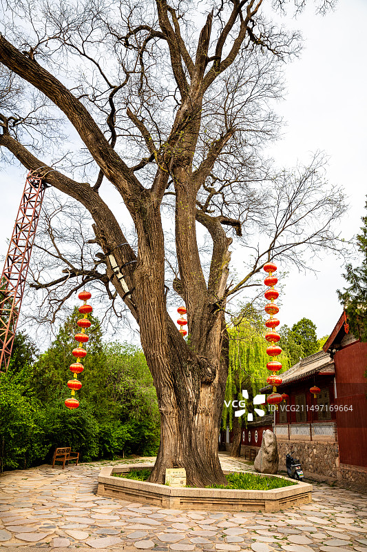 天水南郭寺大门前的一棵老榕树图片素材