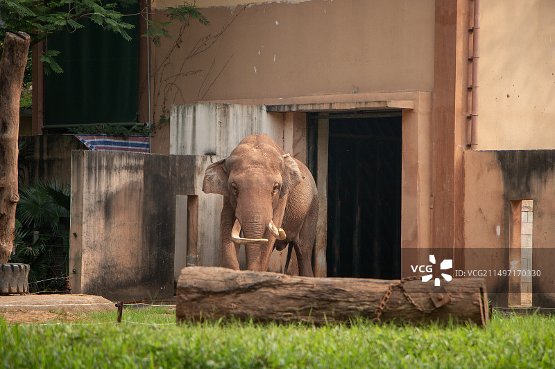 广州动物园里的亚洲象图片素材