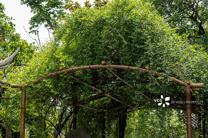 初夏苏州古典园林里一棵苍老空心的木香藤和茂密的枝叶图片素材